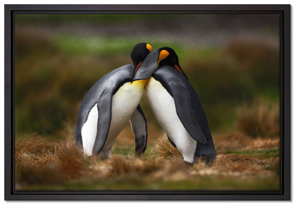 Pinguine in der Antarktis auf Leinwandbild gerahmt Größe 60x40