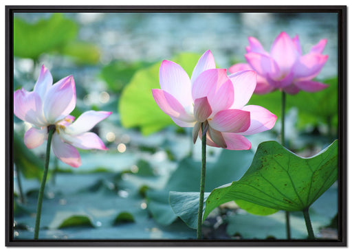 rosa Lotusblüte im Teich auf Leinwandbild gerahmt Größe 100x70