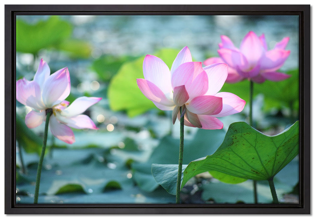 rosa Lotusblüte im Teich auf Leinwandbild gerahmt Größe 60x40
