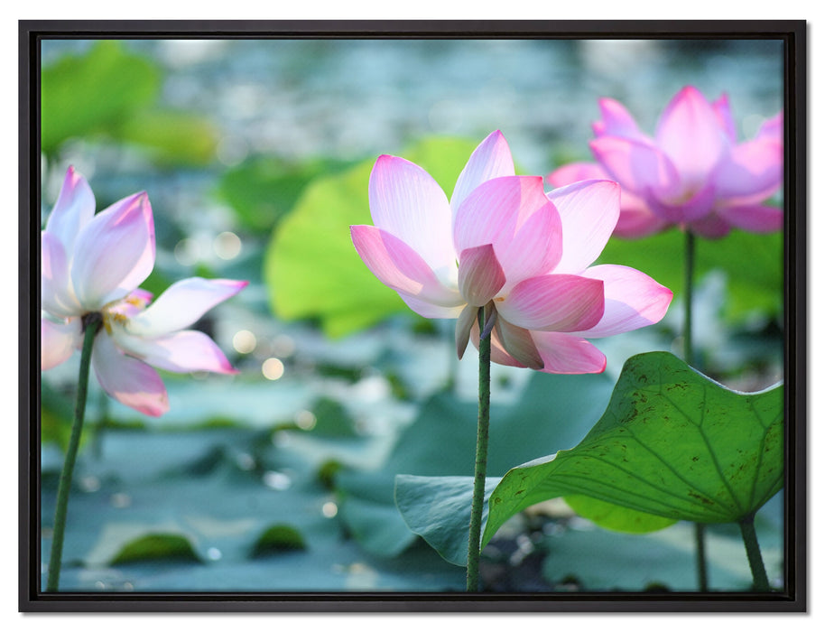 rosa Lotusblüte im Teich auf Leinwandbild gerahmt Größe 80x60