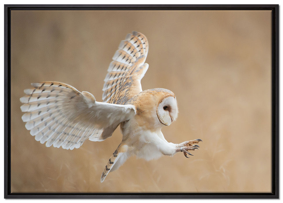 Fliegende Weiße Eule bei der Jagd auf Leinwandbild gerahmt Größe 100x70