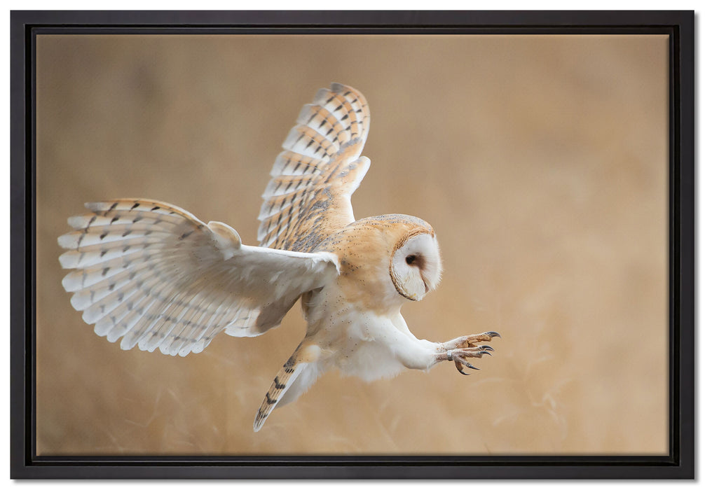 Fliegende Weiße Eule bei der Jagd auf Leinwandbild gerahmt Größe 60x40