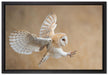 Fliegende Weiße Eule bei der Jagd auf Leinwandbild gerahmt Größe 60x40