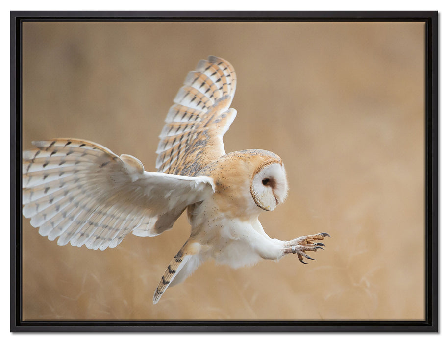 Fliegende Weiße Eule bei der Jagd auf Leinwandbild gerahmt Größe 80x60