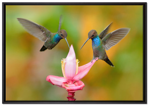 Zwei Kolibris in den Tropen auf Leinwandbild gerahmt Größe 100x70