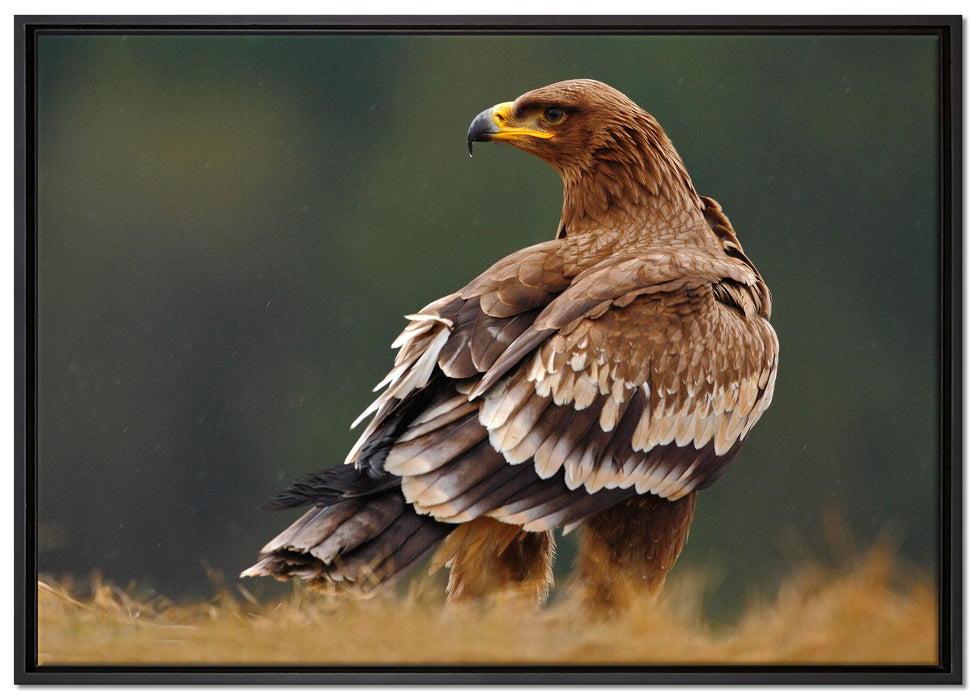 Falke mit Gefieder auf Leinwandbild gerahmt Größe 100x70