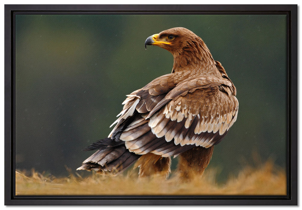 Falke mit Gefieder auf Leinwandbild gerahmt Größe 60x40