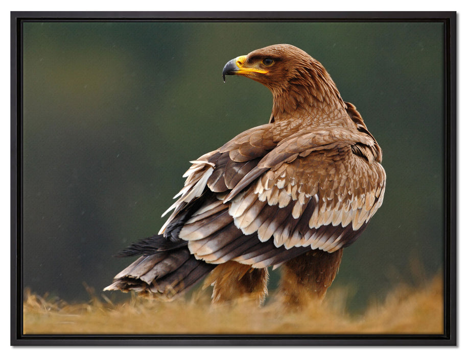 Falke mit Gefieder auf Leinwandbild gerahmt Größe 80x60