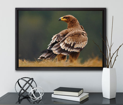 Falke mit Gefieder auf Leinwandbild gerahmt mit Kirschblüten