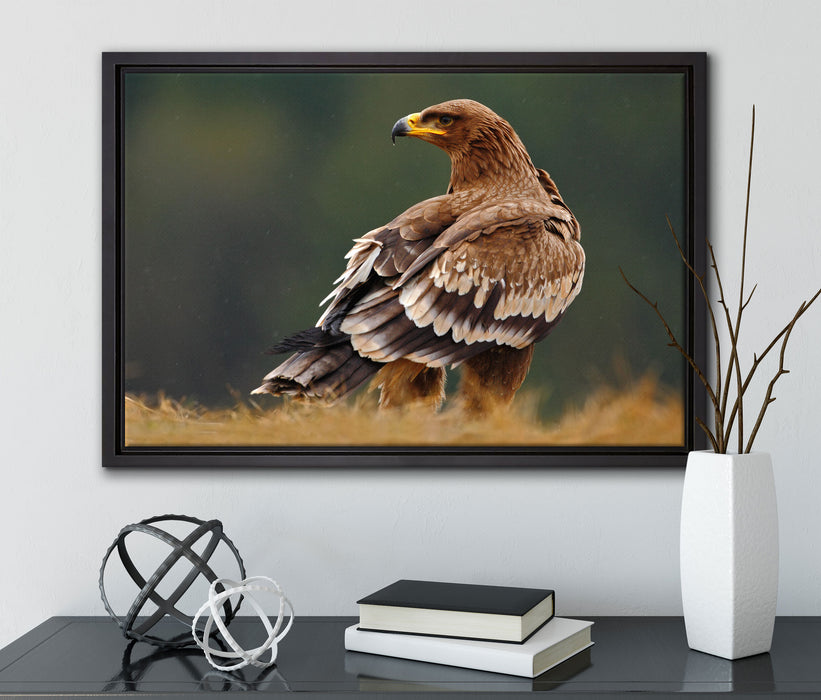 Falke mit Gefieder auf Leinwandbild gerahmt mit Kirschblüten