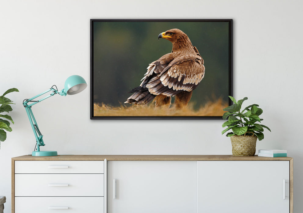 Falke mit Gefieder auf Leinwandbild gerahmt verschiedene Größen im Wohnzimmer