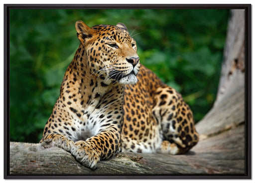 Wunderschöner Leopard in der Natur auf Leinwandbild gerahmt Größe 100x70