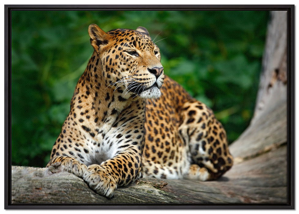 Wunderschöner Leopard in der Natur auf Leinwandbild gerahmt Größe 100x70