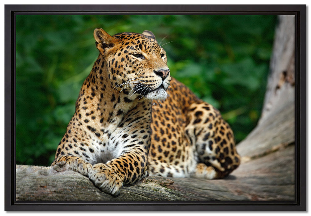 Wunderschöner Leopard in der Natur auf Leinwandbild gerahmt Größe 60x40
