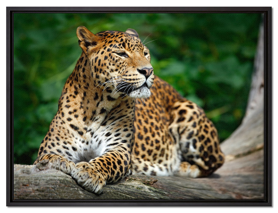 Wunderschöner Leopard in der Natur auf Leinwandbild gerahmt Größe 80x60