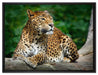 Wunderschöner Leopard in der Natur auf Leinwandbild gerahmt Größe 80x60