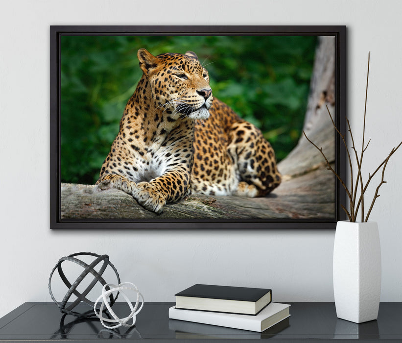 Wunderschöner Leopard in der Natur auf Leinwandbild gerahmt mit Kirschblüten