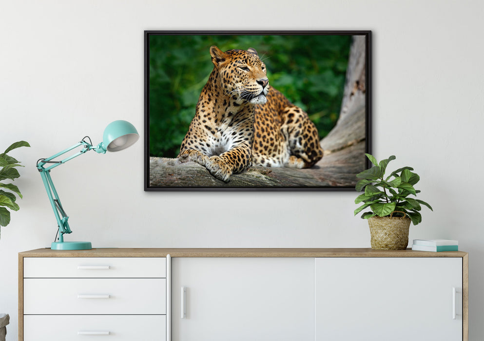 Wunderschöner Leopard in der Natur auf Leinwandbild gerahmt verschiedene Größen im Wohnzimmer