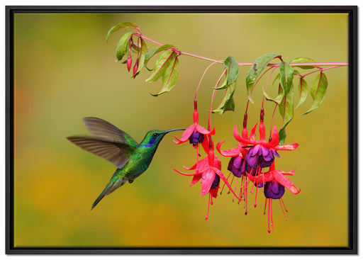 Kolibri trinkt vom Blütennektar auf Leinwandbild gerahmt Größe 100x70