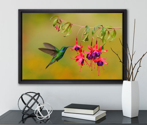 Kolibri trinkt vom Blütennektar auf Leinwandbild gerahmt mit Kirschblüten