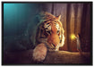 Eine Frau und ein Riesen-Tiger auf Leinwandbild gerahmt Größe 100x70