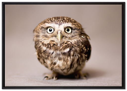 Nachteule mit Blick auf Leinwandbild gerahmt Größe 100x70