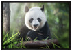 Niedlicher Panda isst Bambus auf Leinwandbild gerahmt Größe 100x70