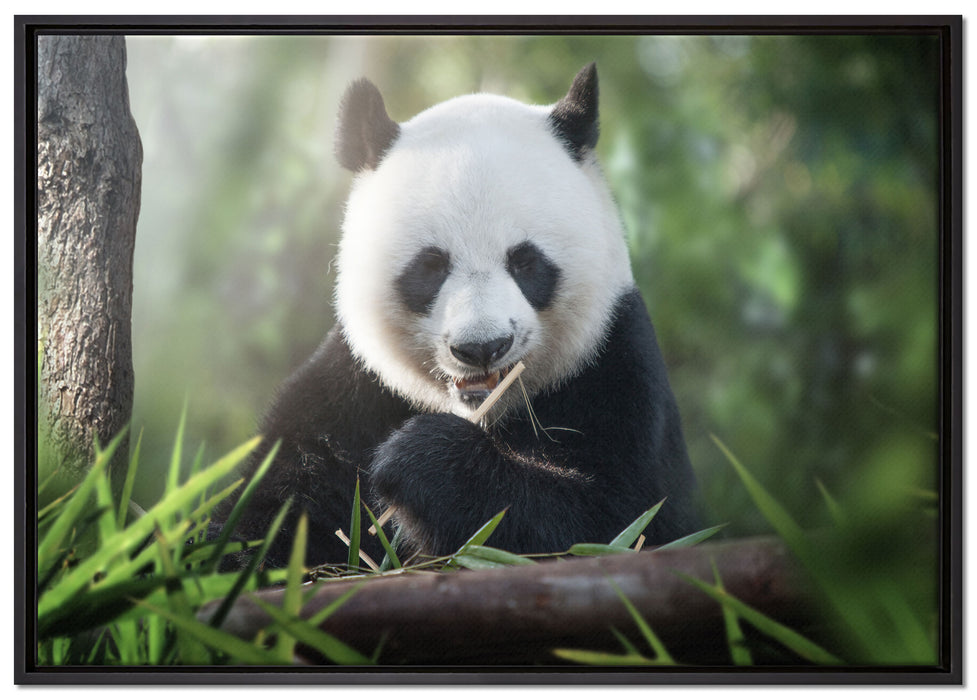 Niedlicher Panda isst Bambus auf Leinwandbild gerahmt Größe 100x70
