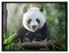 Niedlicher Panda isst Bambus auf Leinwandbild gerahmt Größe 80x60