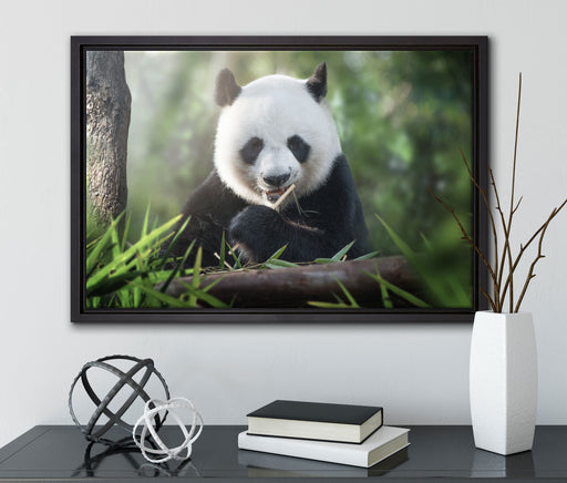 Niedlicher Panda isst Bambus auf Leinwandbild gerahmt mit Kirschblüten