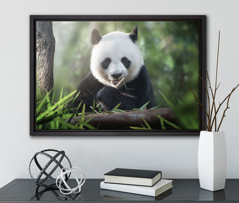Niedlicher Panda isst Bambus auf Leinwandbild gerahmt mit Kirschblüten