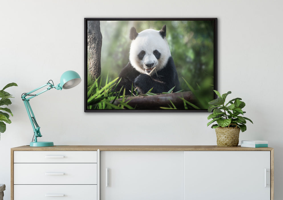 Niedlicher Panda isst Bambus auf Leinwandbild gerahmt verschiedene Größen im Wohnzimmer