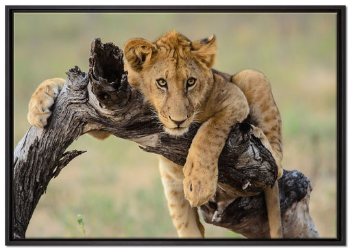 Junger Löwe in der Natur auf Leinwandbild gerahmt Größe 100x70
