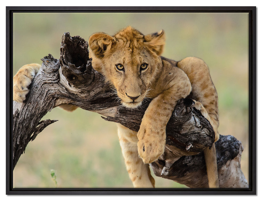 Junger Löwe in der Natur auf Leinwandbild gerahmt Größe 80x60