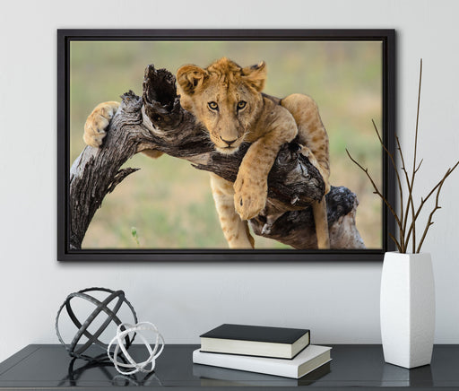 Junger Löwe in der Natur auf Leinwandbild gerahmt mit Kirschblüten