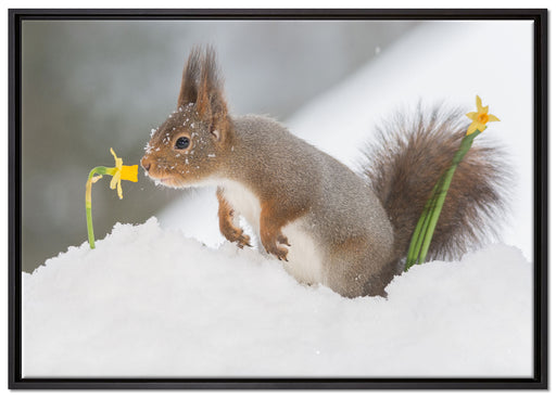 Eichhörnchen im Schnee auf Leinwandbild gerahmt Größe 100x70
