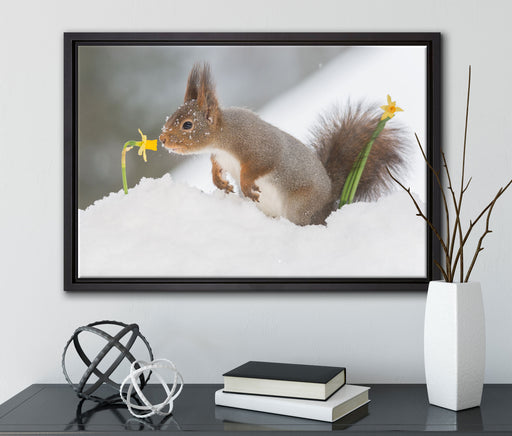 Eichhörnchen im Schnee auf Leinwandbild gerahmt mit Kirschblüten
