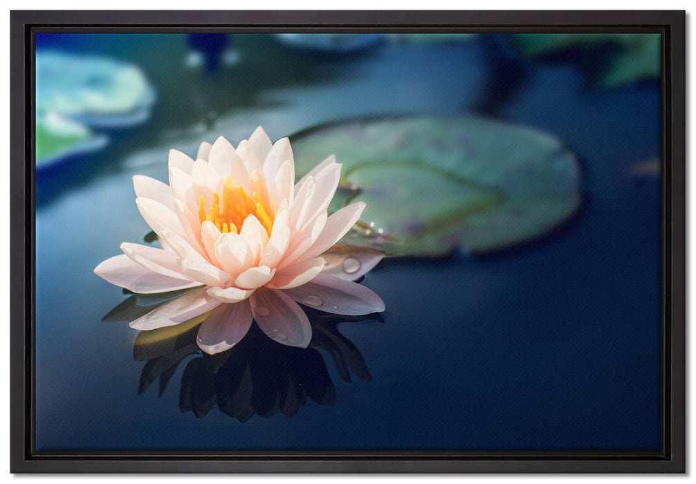 Eine rosa Lotusblume in Teich auf Leinwandbild gerahmt Größe 60x40
