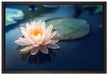 Eine rosa Lotusblume in Teich auf Leinwandbild gerahmt Größe 60x40