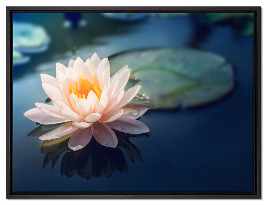 Eine rosa Lotusblume in Teich auf Leinwandbild gerahmt Größe 80x60