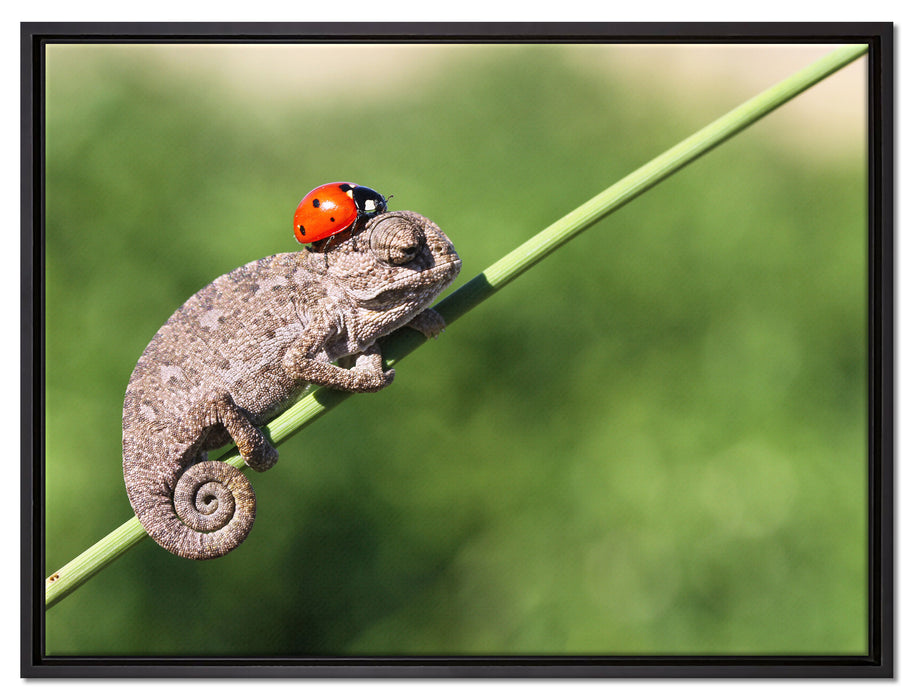 Süßer Gecko mit einem Marienkäfer auf Leinwandbild gerahmt Größe 80x60