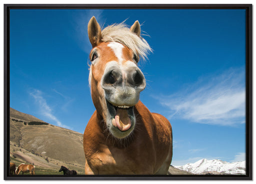 Lustiges Pferd in der Natur auf Leinwandbild gerahmt Größe 100x70