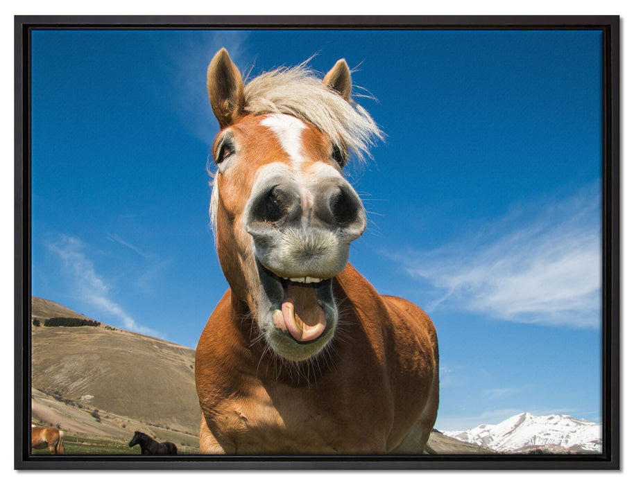 Lustiges Pferd in der Natur auf Leinwandbild gerahmt Größe 80x60