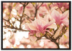 Rosa Magnolienblüten im Frühling auf Leinwandbild gerahmt Größe 100x70