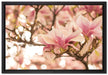 Rosa Magnolienblüten im Frühling auf Leinwandbild gerahmt Größe 60x40