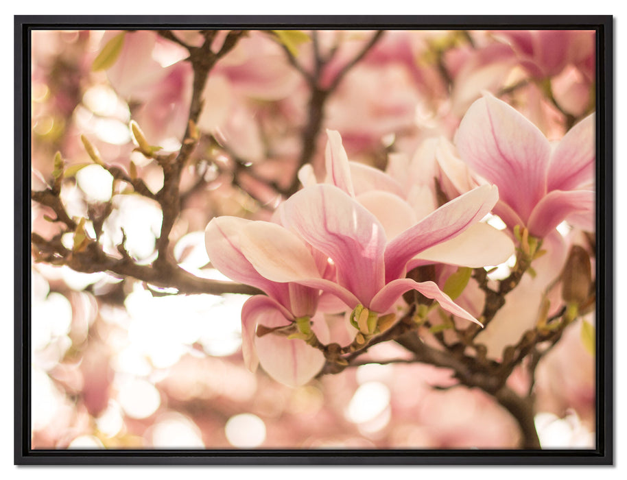 Rosa Magnolienblüten im Frühling auf Leinwandbild gerahmt Größe 80x60