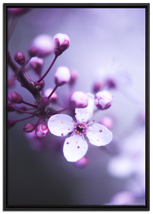 Blüten des Kirschbaumes auf Leinwandbild gerahmt Größe 100x70