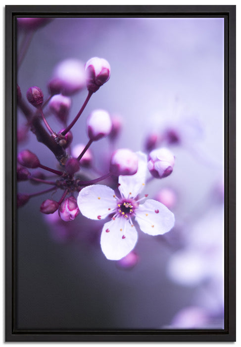 Blüten des Kirschbaumes auf Leinwandbild gerahmt Größe 60x40
