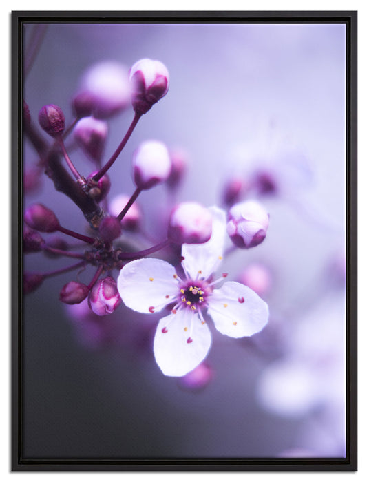 Blüten des Kirschbaumes auf Leinwandbild gerahmt Größe 80x60