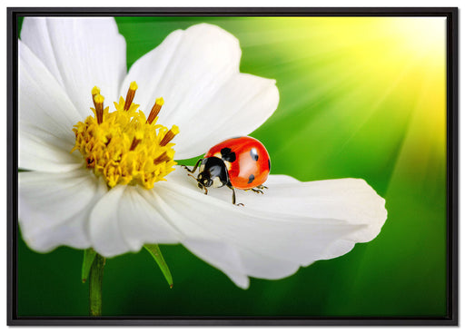 Marienkäfer auf einer weißen Blume auf Leinwandbild gerahmt Größe 100x70